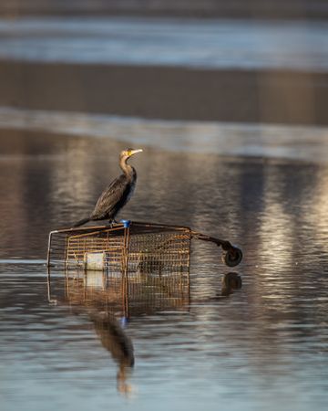 Grey heron on cage in a lake