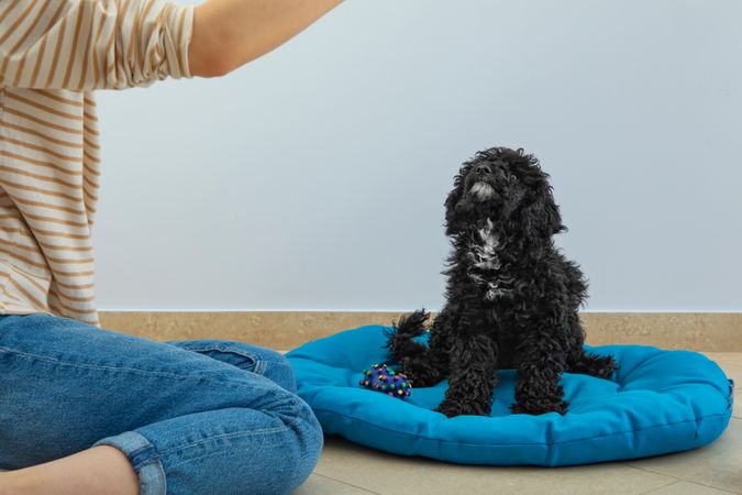 Cute poodle pet at home playing with owner while sitting on blue bed