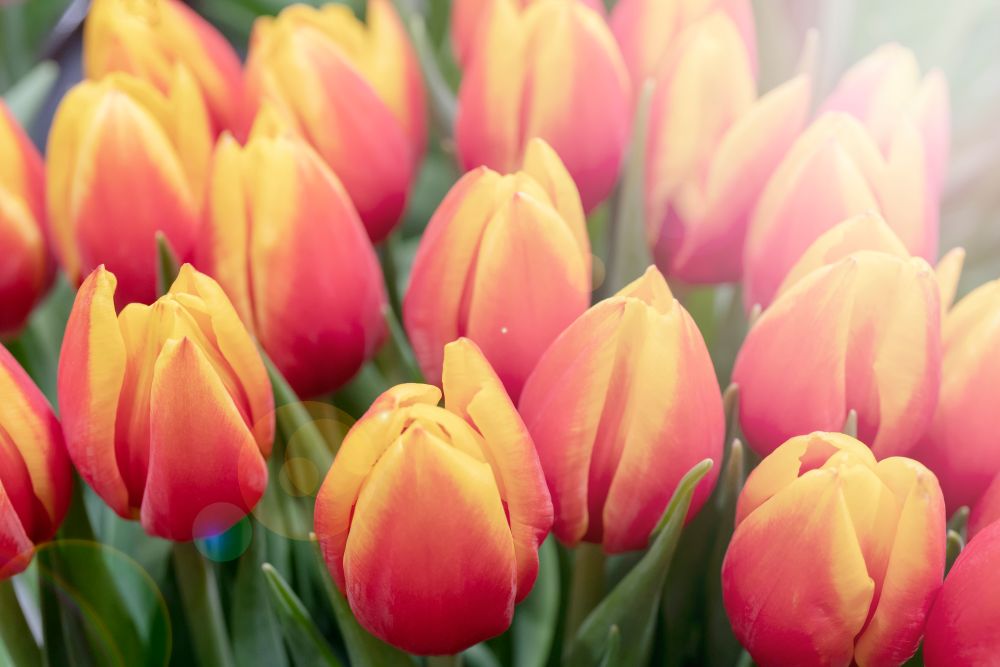 Pink tulips about to bloom