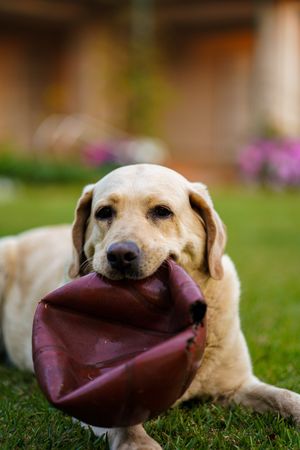 Yellow Labrador retriever puppy with red deflated ball in mouth