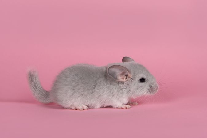 Cute gray baby chinchilla seen from the side on a pink background