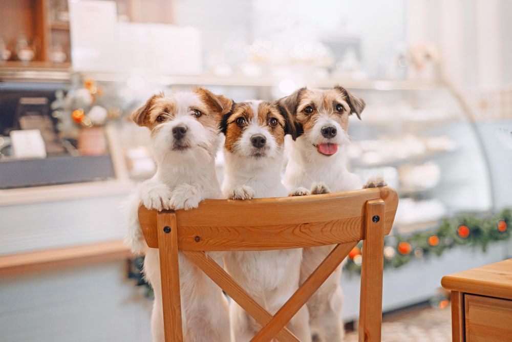 Three Parson Russel Terrier puppies near display counter