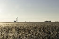 An icy wheat field