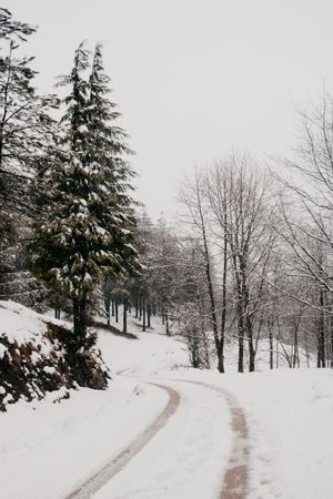 Winter forest with snowy trees