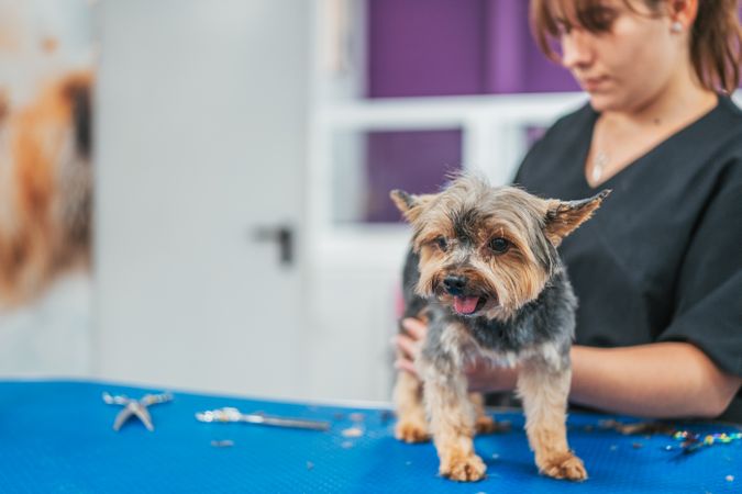 Crop groomer cutting fur of small dog