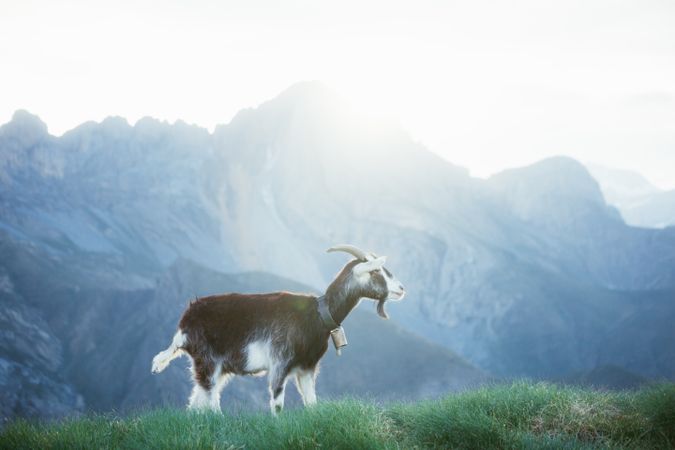 Goat grazing on meadow in Pyrenees mountains