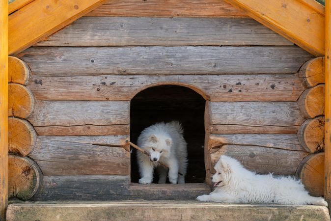 Two Japanese Spitz puppies beside wooden dog house
