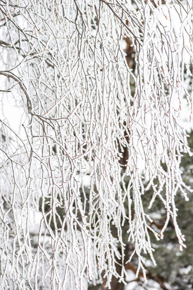 Tree covered with snow in Caucasus mountain