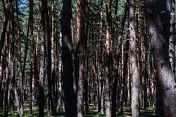 Rural road in recreation area in the pine forest in Tskneti, Tbilisi