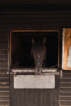 Brown horse in wooden stable