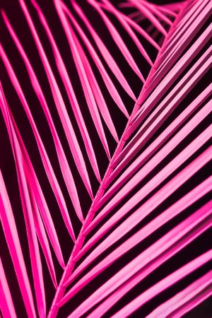 Tropical leaf in bold pink and blue gradient holographic neon colors on dark background
