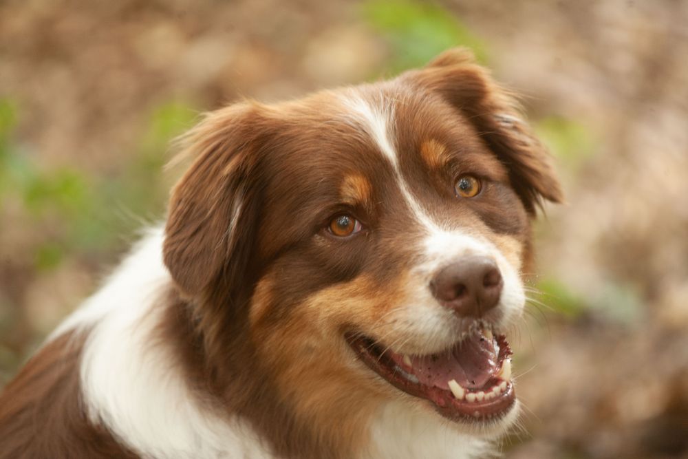 Portrait of happy Australian Shepherd outside