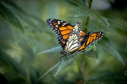 Mating Behavior of Endangered Monarch Butterflies on Green Foliage.