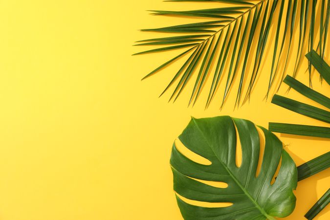 Different palm leaves on yellow background, copy space