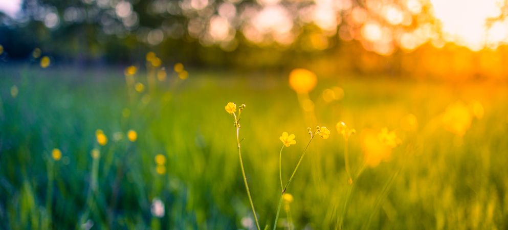 Yellow flowers at sunset, selective focus, wide