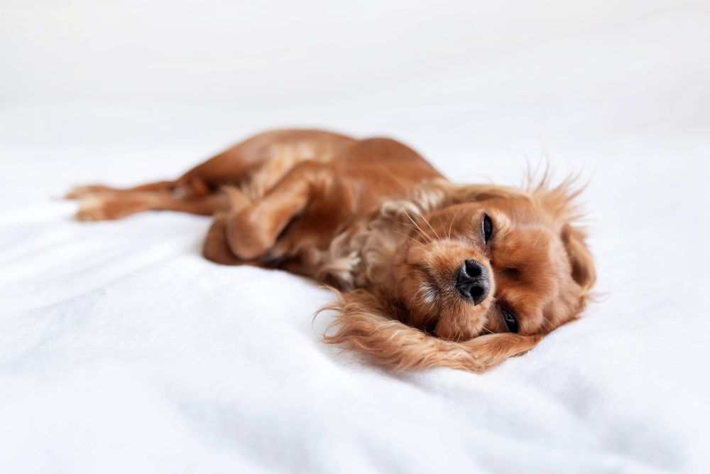 Cavalier spaniel sleeping on bed