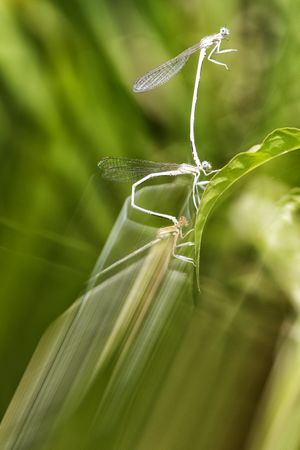 Defocused plants wild meadow