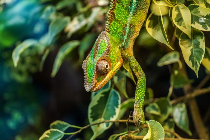 Green chameleon sitting in a tree