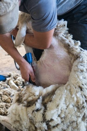 Crop man shearing sheep in barn