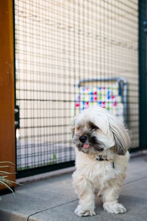 Shih-tzu dog on porch