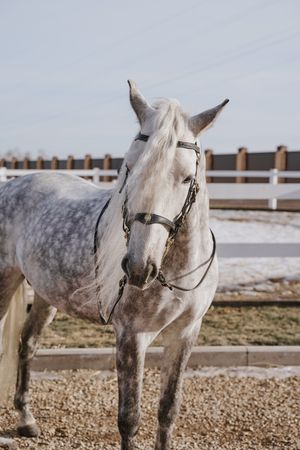 Gray horse face with healthy eyes on bridle