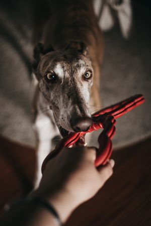 Dog playing with toy and owner