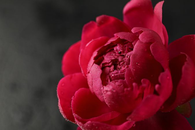 Beautiful pink peony flower with water drops against dark background, closeup and space for text