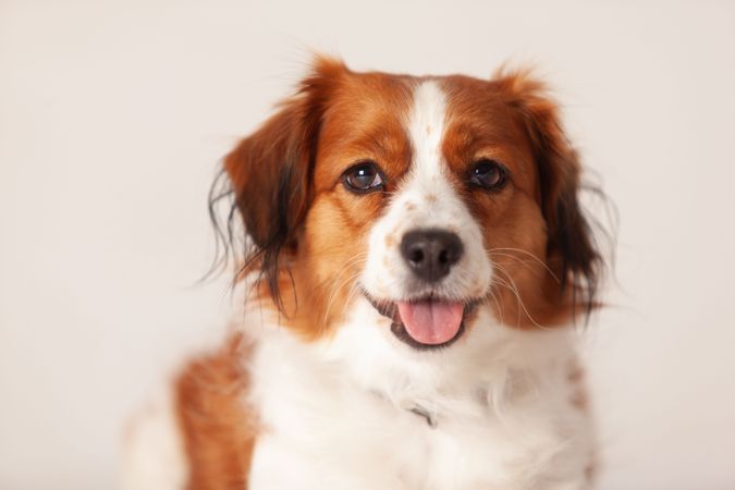 Cute golden retriever lying on a plain background