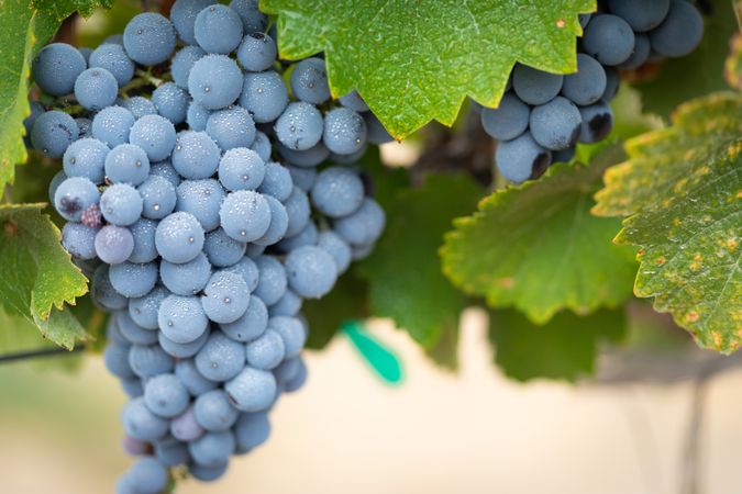 Vineyard with Lush, Ripe Wine Grapes on the Vine Ready for Harvest