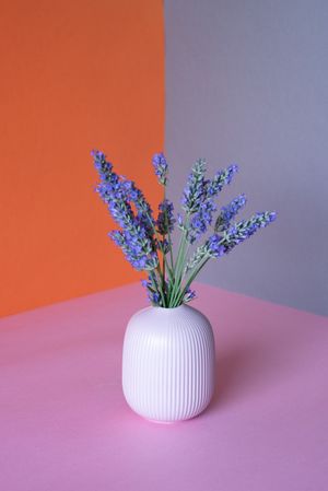Vase of lavender flower in a multicolor background
