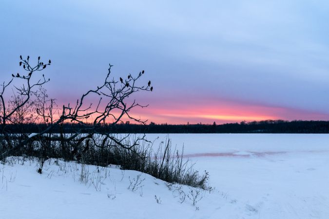 Sumac silhouette and winter dusk in McGregor, Minnesota