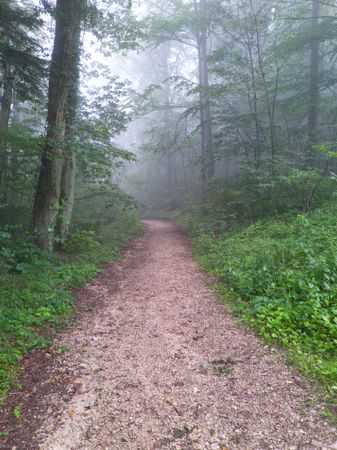 Quiet path in nature