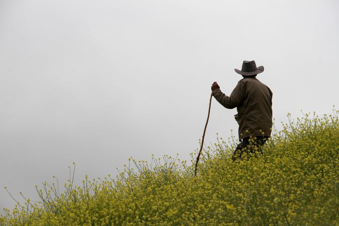 Man with hat and stick standing on yellow flower field