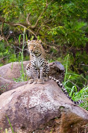 Leopard Standing On Rocks
