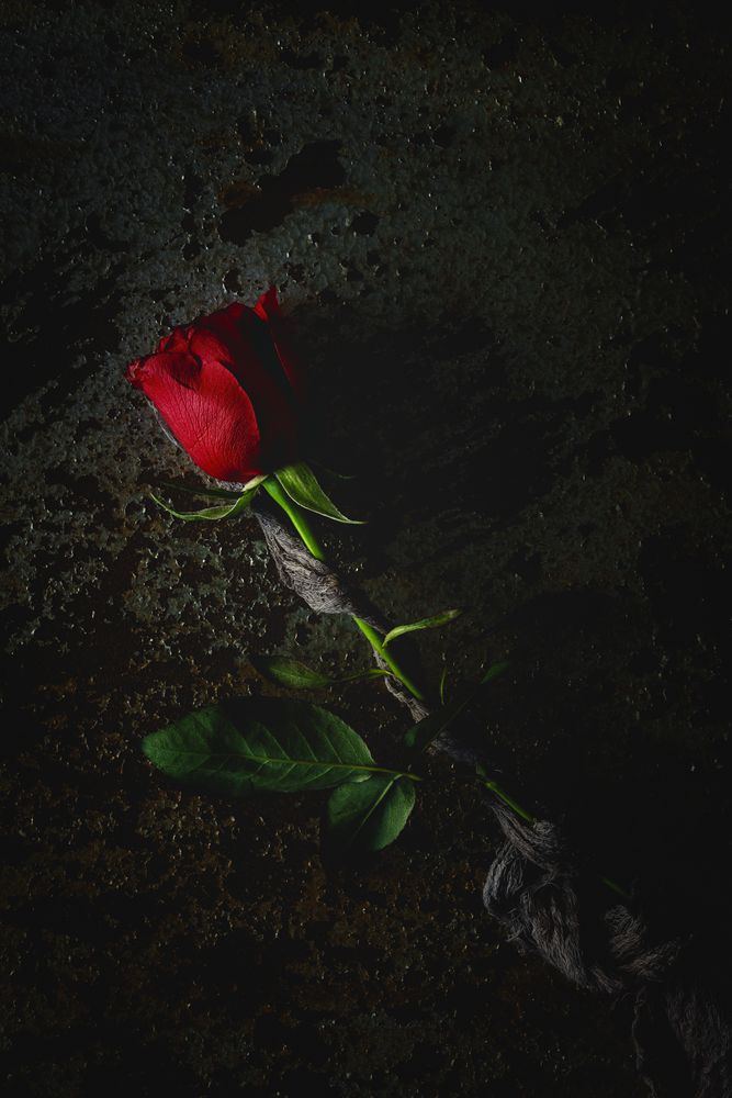 red roses with dark background