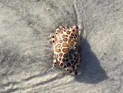 Leopard crab, top view