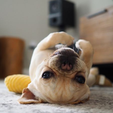 Puppy of French bulldog lying on floor indoor