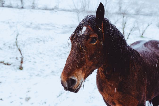 Horse pasturing on snow meadow