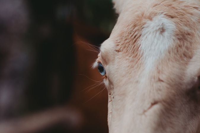 Horse on walk tied to tree and looking at camera