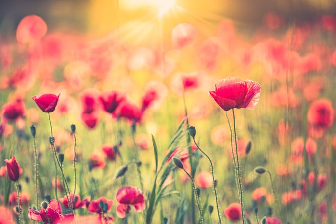 Poppies in bloom in a sunny field