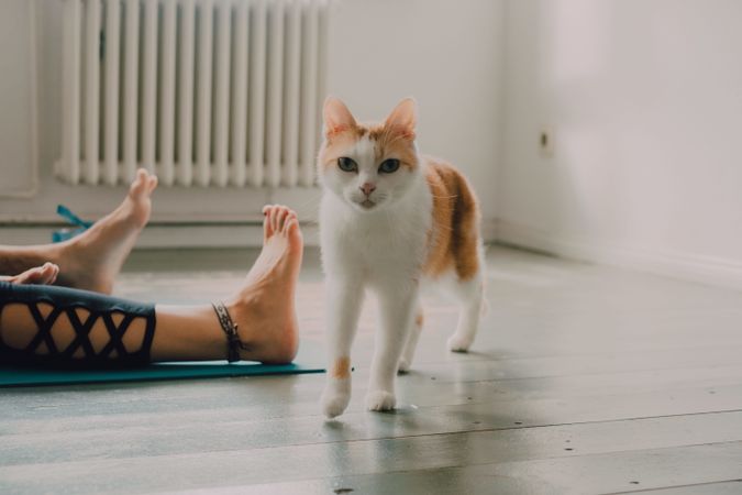 Playful ginger cat walking on floor at home