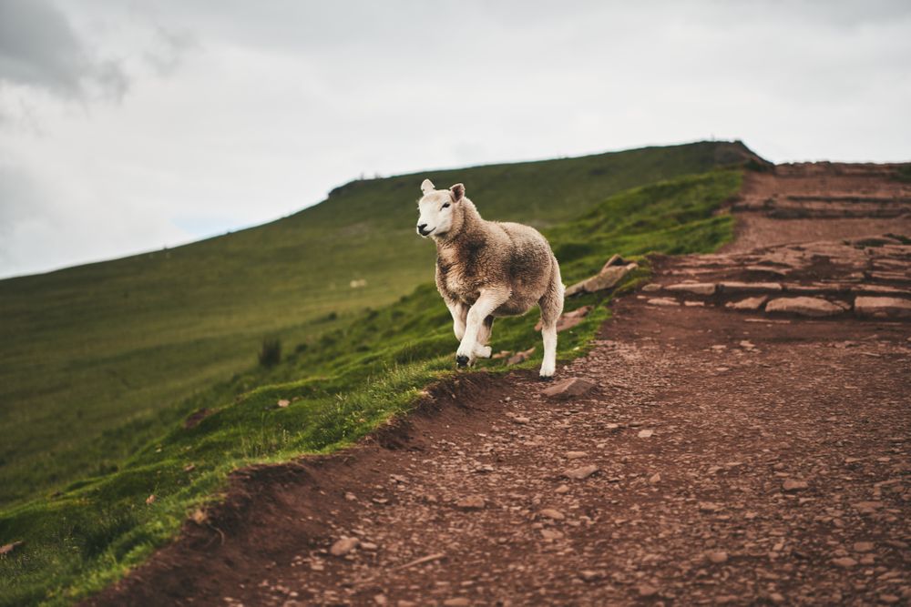 Sheep on a grassy hill