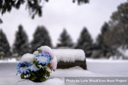 A pop of colorful flowers on a snowy day with trees in the background 5wmQvb