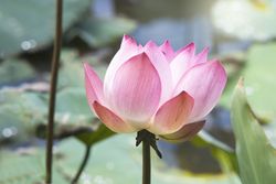 Pink Lotus Flower Blooming Among Lush Leaves In Pond Under Bright Summer Sunshine