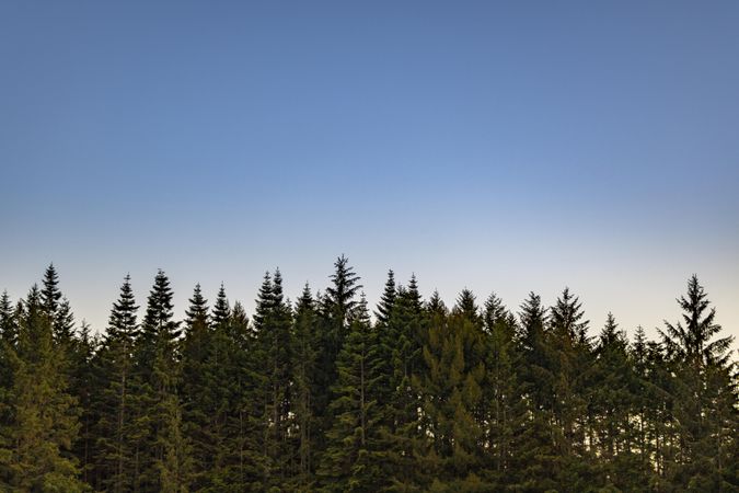 Blue clear sky with green tree tops