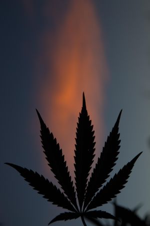 Silhouette of marijuana leaf at dusk