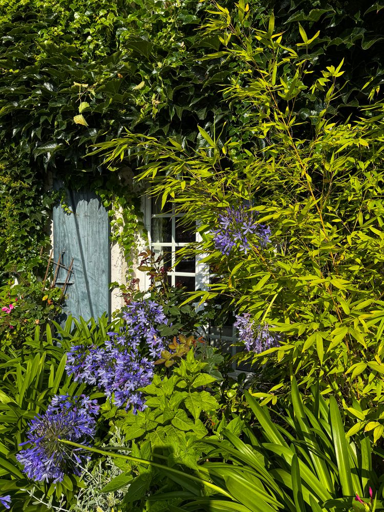 Detail of front window of overgrown house front on Rue de la Motte, La Couarde-sur-Mer, France