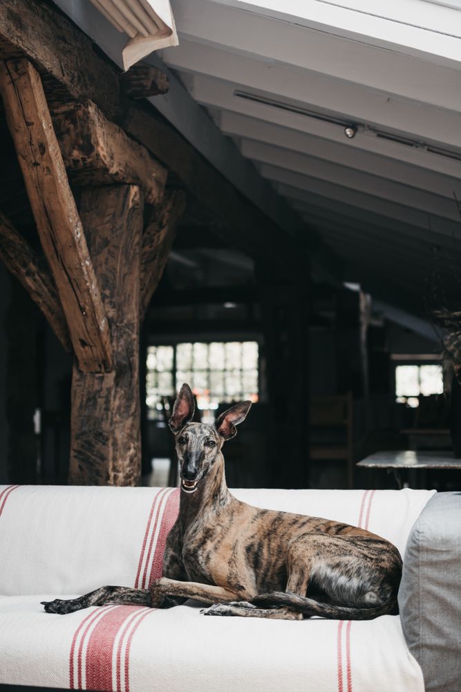 Funny dog resting on sofa