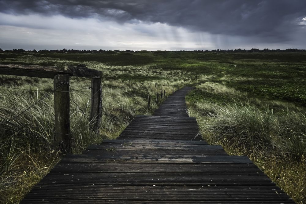 Wet wooden walkway through grassy dunes