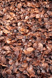 Dry autumn leaves covering ground